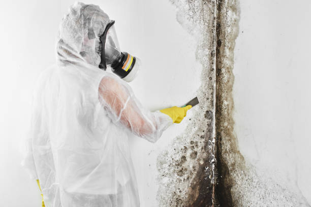Best Attic Mold Removal  in Kula, HI