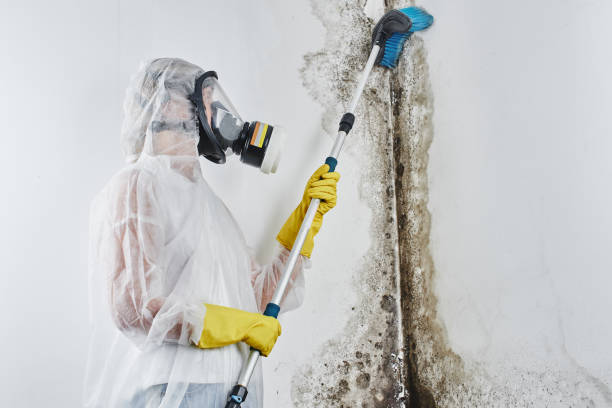 Best Certified Mold Removal  in Kula, HI