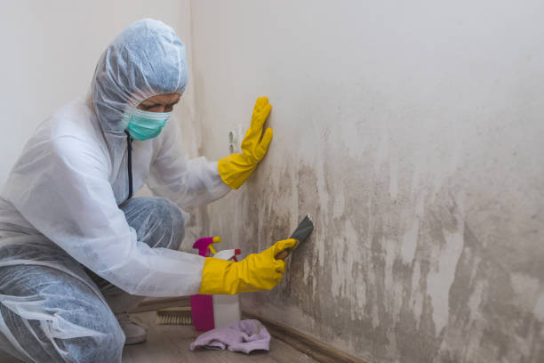 Best Mold Removal and Inspection  in Kula, HI