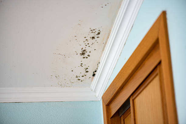 Best Mold Damage Repair  in Kula, HI