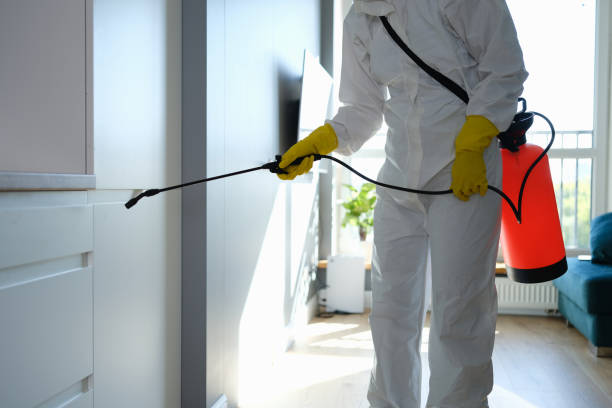 Best Commercial Mold Removal  in Kula, HI