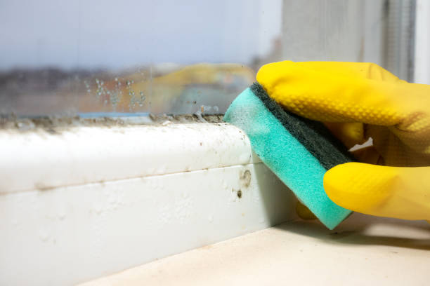 Best Office Mold Removal Services  in Kula, HI