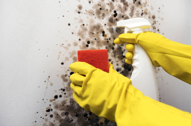 Attic Mold Removal in Kula, HI