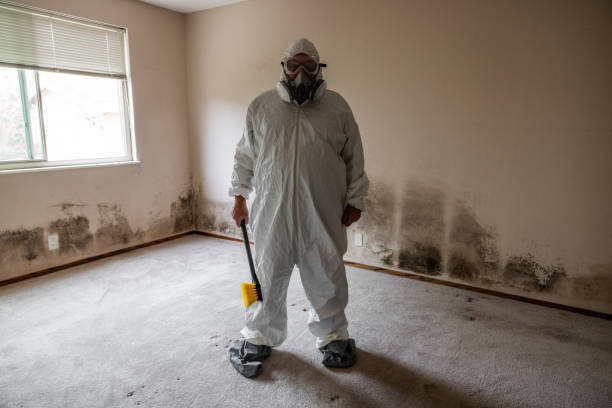 Mold Removal and Inspection in Kula, HI