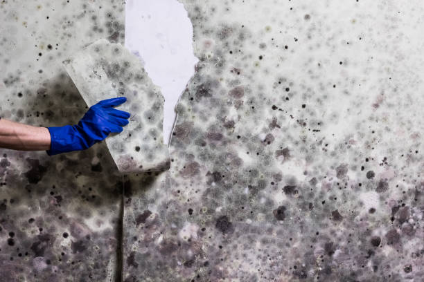 Best Mold Damage Repair  in Kula, HI