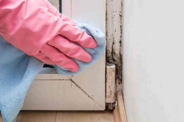Best Mold Damage Repair  in Kula, HI